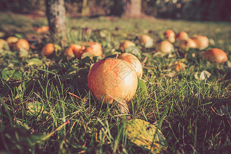 秋天在地上的秋苹果农业食物维生素水果地面地球阳光营养农场团体图片