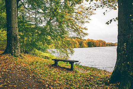秋天风景和小木板凳季节树木座位国家橙子花园场景叶子旅行孤独图片