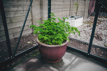 在一个锅里吃派斯利芳香厨房蔬菜食物生长烹饪绿色植物木头卷曲黏土图片