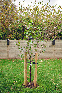 花园中新种植的苹果树植物学场地衬套种子种植园园丁木头公园土壤院子图片