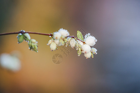 寒冷的冬天清晨 雪莓在树枝上植物学灌木水果植被宏观杨梅季节花园浆果环境图片