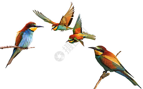 不同颜色的鸟群组成不同的外观图片