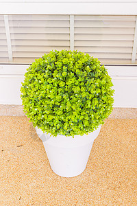 室内装饰用罐中绿色塑料厂植物办公室衬套白色圆形盆栽花园叶子图片