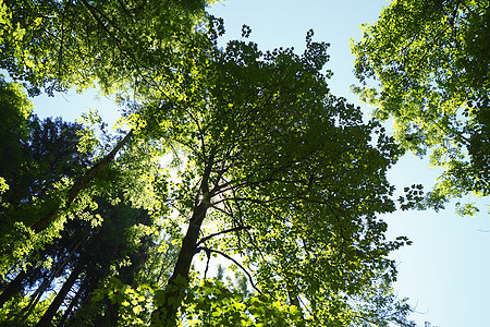 树顶乔木森林阔叶途径落叶树梢叶子树木木头绿色图片
