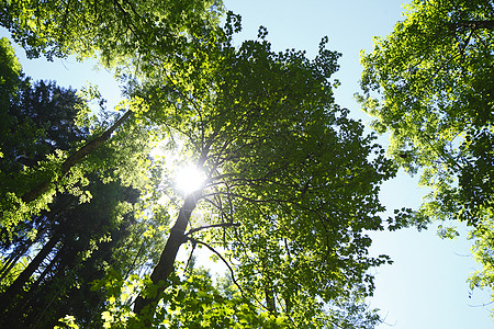 树顶树木叶子绿色落叶森林乔木木头背光树梢途径图片