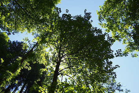 树顶乔木树梢木头落叶叶子树木途径绿色背光森林图片