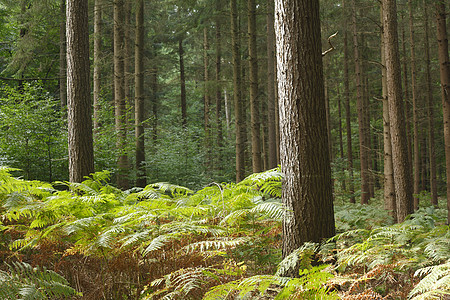 蕨类植物木林中的树木和Ferns 德国 欧洲蕨类绿色木头森林植物阔叶叶子背景