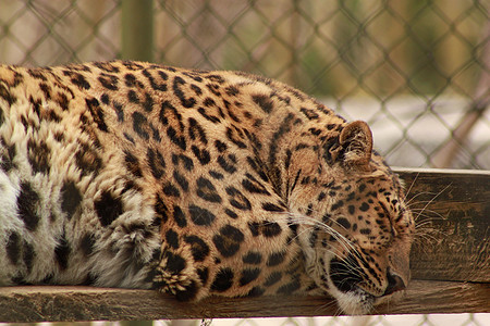 豹豹属眼睛栖息地野生动物丛林动物环境猎人假期食肉图片