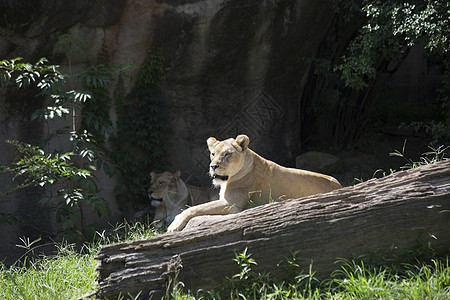 狮子会野生动物哺乳动物力量母狮爪子猎人捕食者生物动物猫科动物图片