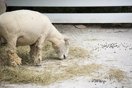 羊羊毛科学哺乳动物柔软度生物学动物剪切生物后代农场背景图片