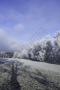 冬季风景木头环境森林状况树木季节白色天空冻伤磨砂图片