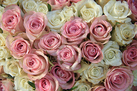 粉红和白玫瑰在新娘安排中图片