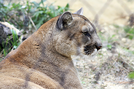 山狮美洲豹捕食者同色濒危动物食肉哺乳动物荒野毛皮生物森林图片