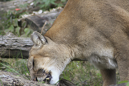 山狮狮子食肉动物哺乳动物野生动物濒危荒野捕食者同色毛皮生物图片