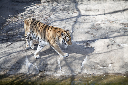 孟加拉虎老虎捕食者橙子猎人野生动物哺乳动物荒野敬畏毛皮濒危图片
