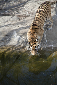 孟加拉虎野生动物猎人毛皮敬畏濒危荒野豹属丛林老虎野猫图片