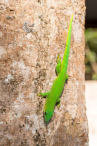 日食 马达加斯加爬虫荒野濒危环境丛林森林野生动物叶子蜥蜴生态图片