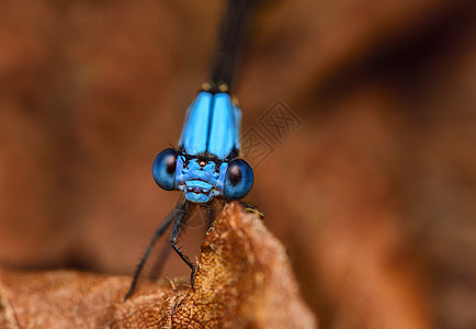 自 己蓝色休息蜻蜓动物昆虫叶子漏洞翅膀女性宏观图片