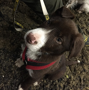 可爱的红白边境小狗狗宠物头发红色牧羊犬白色边界小狗犬类动物毛皮图片