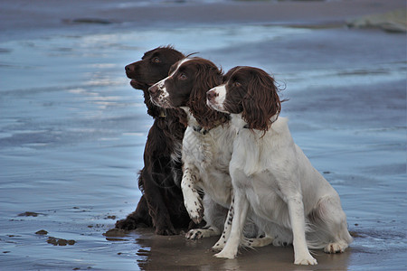 三个正在工作的西班牙宠物狗在沙滩上坐在一起海岸海滩巧克力海岸线宠物动物棕色白色犬类耳朵图片