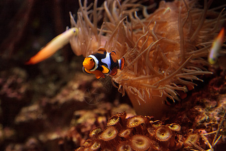 小丑鱼 安菲普罗尼纳珊瑚礁活力两栖野生动物荒野海葵海洋动物图片