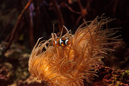小丑鱼 安菲普罗尼纳海葵野生动物荒野海洋活力动物珊瑚礁两栖图片