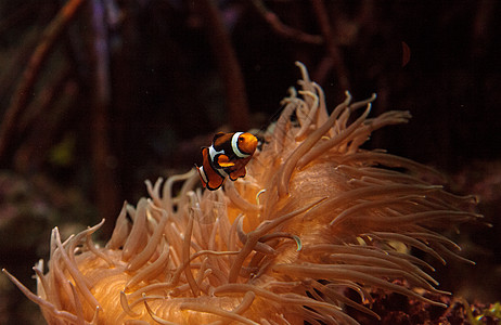 小丑鱼 安菲普罗尼纳海洋两栖动物珊瑚礁海葵活力野生动物荒野图片