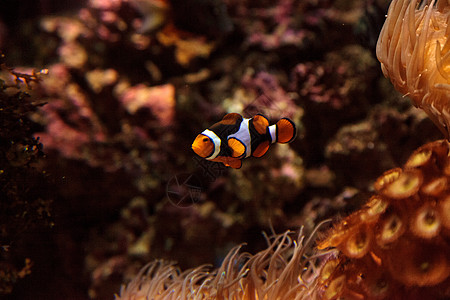 小丑鱼 安菲普罗尼纳野生动物两栖荒野海洋珊瑚礁海葵动物活力图片