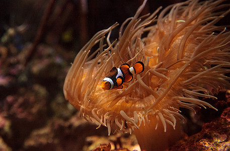 小丑鱼 安菲普罗尼纳野生动物两栖珊瑚礁活力海葵海洋荒野动物图片