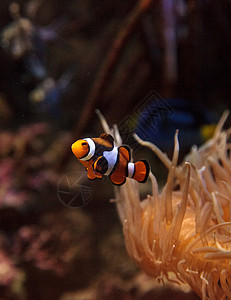 小丑鱼 安菲普罗尼纳野生动物两栖动物珊瑚礁荒野海葵海洋活力图片