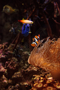鱼和王室蓝刺网两栖动物海洋御堂荒野海葵珊瑚礁活力野生动物棘鱼图片