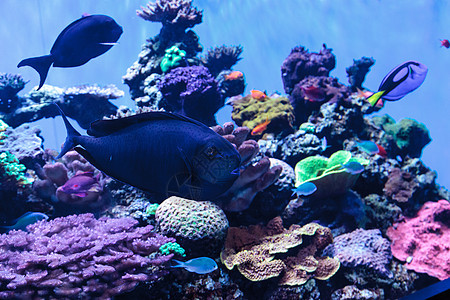 大鼻子独角鱼 被称为纳索Vlamingii海鱼鼻涕虫珊瑚礁海洋热带鱼图片