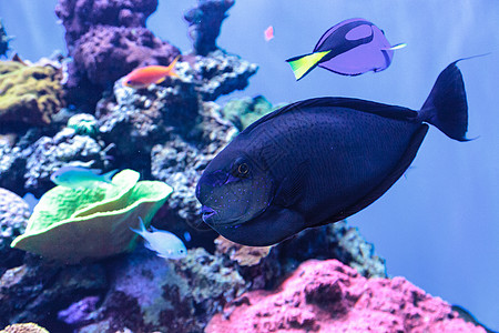 大鼻子独角鱼 被称为纳索Vlamingii海鱼珊瑚礁热带鱼鼻涕虫海洋图片