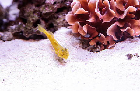 蓝斑的青斑爪鱼玫瑰blatti珊瑚礁海洋图片