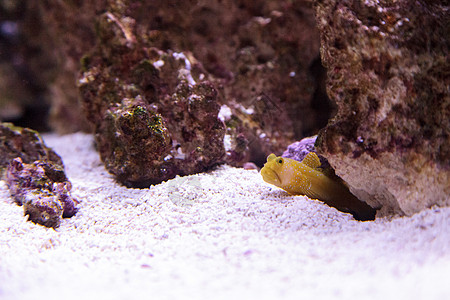 蓝斑的青斑爪鱼玫瑰blatti海洋珊瑚礁图片