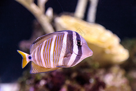 泽布拉索马德贾迪尼斑马体珊瑚礁斑马线海洋海鱼热带图片