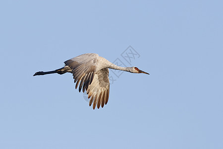 佛罗里达州盖涅斯维尔的沙丘起落机航班动物起重机沼泽蓝色公园湿地蓝天野生动物红色图片