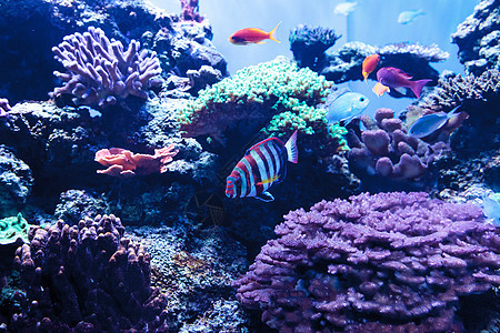 被称为的哈勒金鱼海鱼水族馆珊瑚礁海洋背景图片