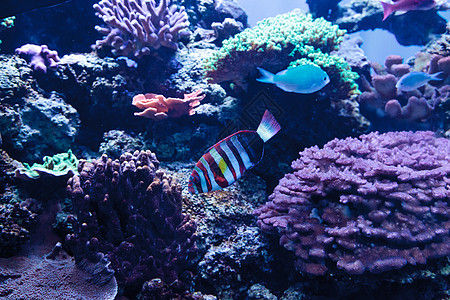 被称为的哈勒金鱼海洋水族馆珊瑚礁海鱼背景图片