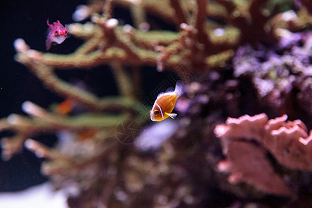 橙色臭栗子小丑鱼珊瑚礁海洋盐水动物水族馆礁石两栖热带鱼图片