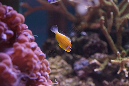 橙色臭栗子小丑鱼珊瑚礁礁石盐水水族馆动物热带鱼两栖海洋图片