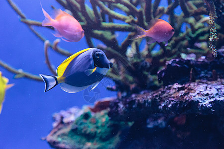 Powderblue鱼热带鱼珊瑚礁游泳海洋海鱼背景图片