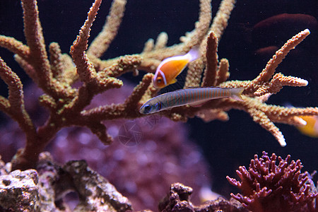 白喉和斑马海鱼珊瑚礁水族馆图片