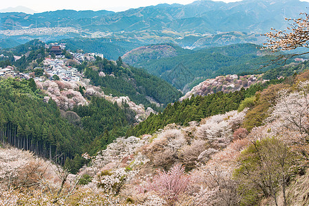 吉野山山坡奈良高清图片