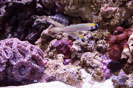 白喉和斑马海鱼水族馆珊瑚礁图片