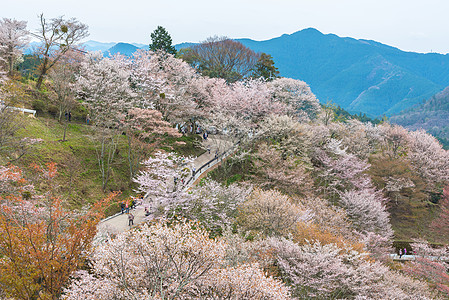 吉野山的樱花开花 日本春地娜拉石磨场景阎王农村花园公吨叶子地标植物树木图片