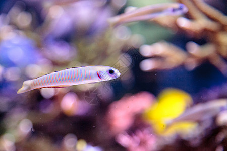 白喉和斑马水族馆海鱼珊瑚礁背景图片