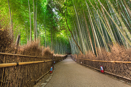 日本京都的青山竹林图片