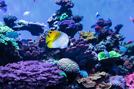 丝鳍蝴蝶鱼蓝绿色毛壳水族馆海鱼动物珊瑚礁海洋毛齿背景图片