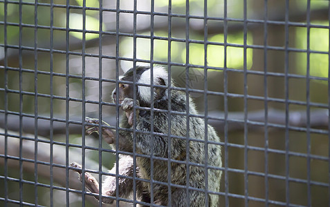 常见马默塞特生物毛皮刺客异国哺乳动物灵长类狨猴翠鸟森林多样性图片